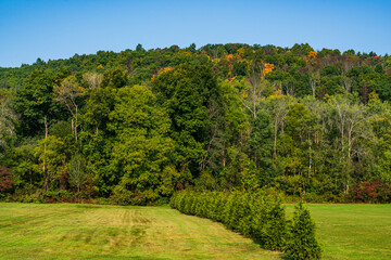 Autumn Trees and Forest