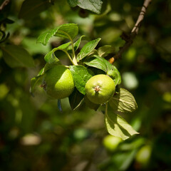 Obraz premium Unripe fruits of apples