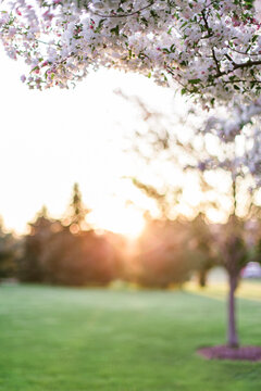 The setting sun on a tranquil spring evening framed by blooming trees.