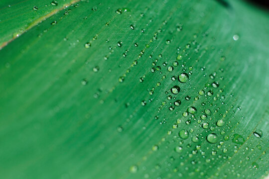 Water drops on green leaf