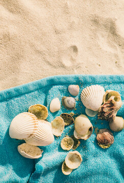 Sea Shells on Blue Towel