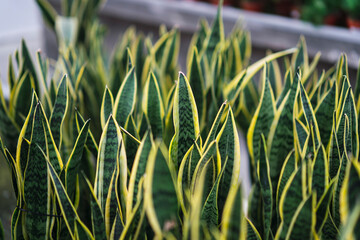 Plantas y flores de invernadero