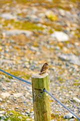 little bird sitting on a piece of wood