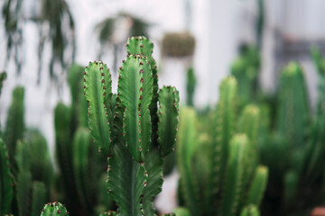 Plantas y flores de colores en invernadero