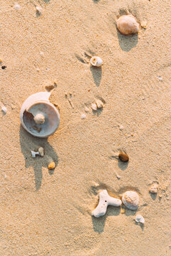 Broken shells on the sand