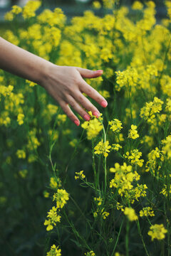 Hand of a young woman touching yellow flowers