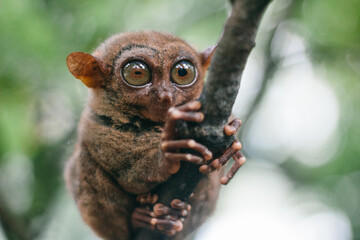 Tarsier monkey on a branch - World smallest monkey