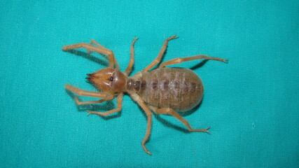 spider Close Up camel spider isolated on green background. also known as windscorpion, Solifugae or sun spider. wind scorpion, insect, insects, bug. closeup nature. wild. wildlife. animals . animal