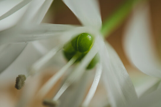 Wild Garlic Flower