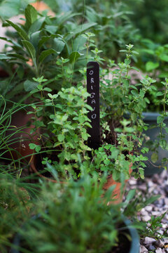 Oregano plant growing amongst other pots with chalckboard label