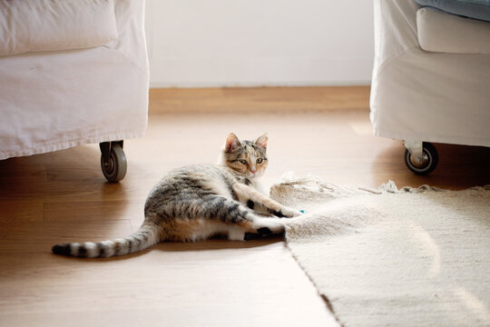 Cat plays with woolen carpet in sunny living room