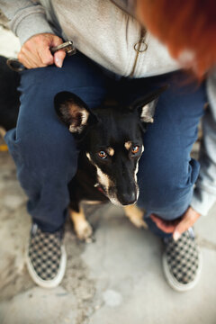 Little dog peeps out from sitting woman's legs and looks up at the camera