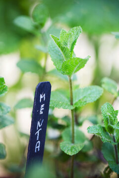Handwritten mint plant botanical name on chalckboard tag on pot in garden