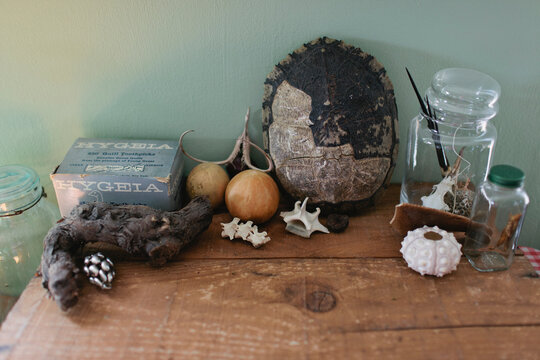 Table scene with shells, fossils