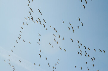 Flock of Cranes in flight formation during migration in autumn. Group of birds flying to the south. Wildlife of Europe. Common cranes or Eurasian crane, Grus grus.