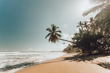 Palm trees on the paradise beach at sunset with yellow sand, big waves and blue water of Atlantic Ocean, Las Terrenas, Samana, Dominican Republic  © Pavel