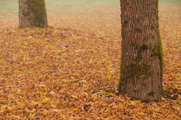 Fototapeta na wymiar Autumn golden leaves on the ground with tree trunks at Grass Lawn park in Redmond, Washington, USA