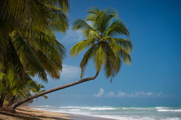 Palm trees on the paradise beach with yellow sand, big waves and blue water of Atlantic Ocean, Las...