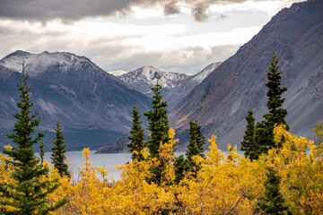 Stunning Haines Junction located in the northern Yukon Territory, Canada. Taken in the autumn with stunning yellow fall colored and snow capped mountains. 