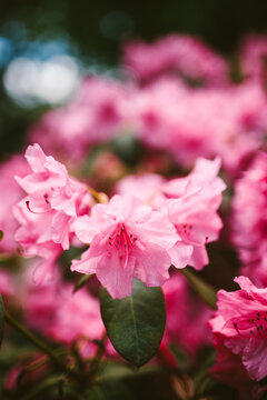 Pink Azalea