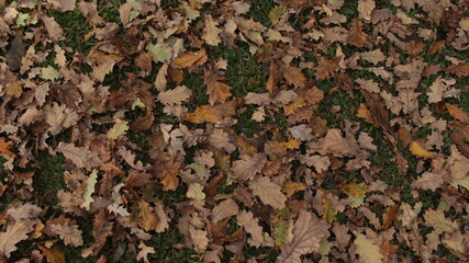 Autumn leaf texture or background