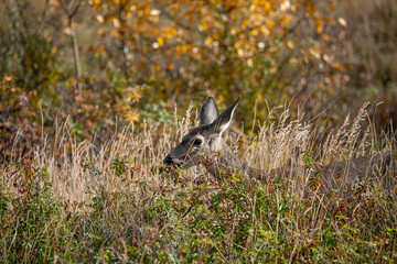 A white tail deer seen in the fall autumn in Canadas north. Seen in the dense scrub bushes off the side of the Alaska Highway in Yukon Territory. 
