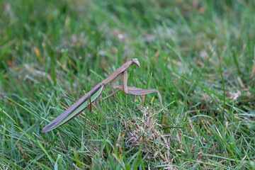 Praying Mantis on Walks in Grass