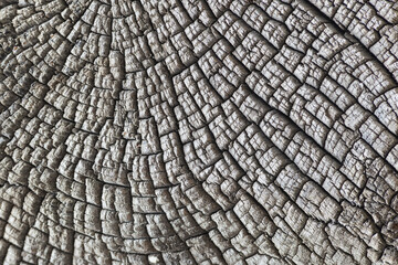 texture of very old cracked wood. for rustic and rural background. background for Christmas, wedding, birthday and other events invitations