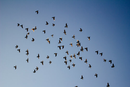 A group of dove in the sky