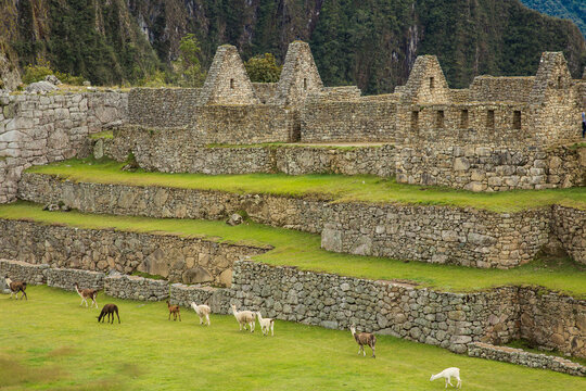View of Macchi Picchu and a herd of llamas that mke their home there. Peru.
