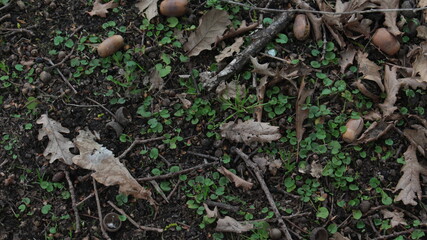 A beautiful autumn / spring background. Green grass grows in the dirt, surrounded by dry leaves, fallen branches and acorns