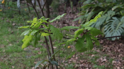 A thin branch of a tree with bright green leaves