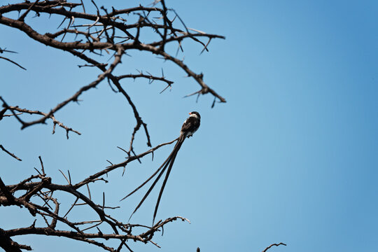 long tailed widow bird