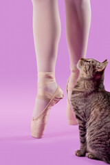 Bailarina de ballet en puntas con gato en fondo rosa 