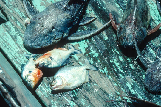 Recently caught Catfish and Piranha, Venezuela