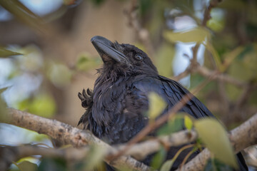 Close up of a black raven perched in a tree in the summertime. Taken in northern Canada.	
