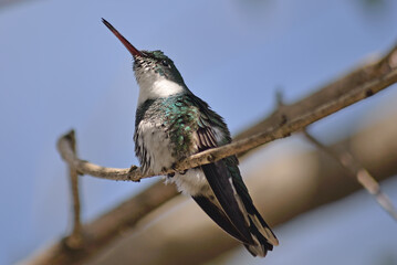 White throated hummingbird flying