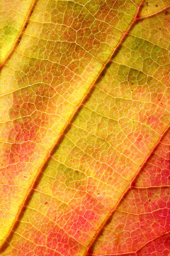 Macro photo of autumn leaf