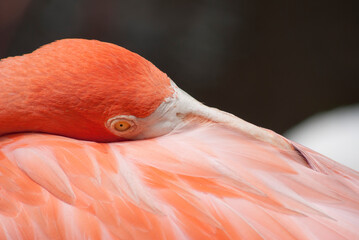 Obraz premium Close Up of a Flamingo in Florida