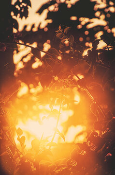 Morning sun penetrates into the garden; floral background