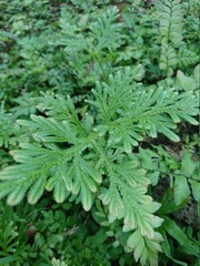 green moss background