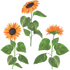 illustration painted with acrylic paints, flowers and leaves of sunflower, isolate on a white background, large yellow flowers