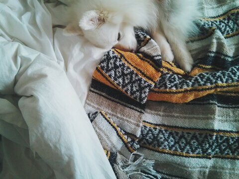 Fluffy american eskimo dog sleeping on bed