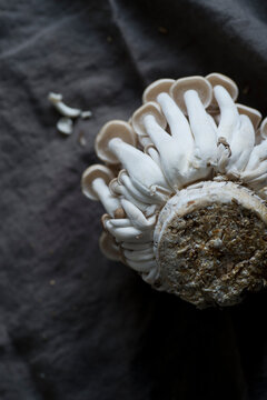 Cultured bunashimeji mushroom