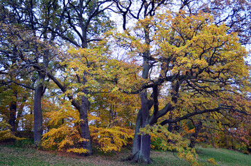 Denmark - Frederiksborg Castle Trees in Autumn