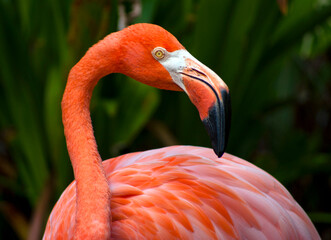 Fototapeta premium Close Up of a Flamingo in Florida
