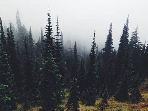 Evergreen forest in heavy fog