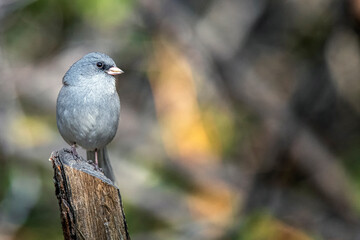 Dark-eyed Junco Junco hyemalis