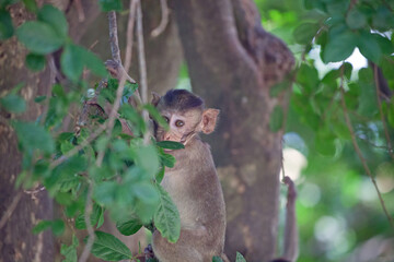 可愛いサル