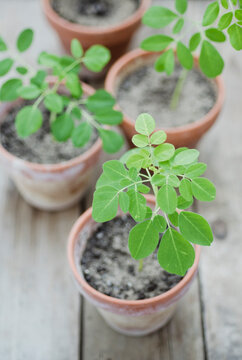 small moringa plants